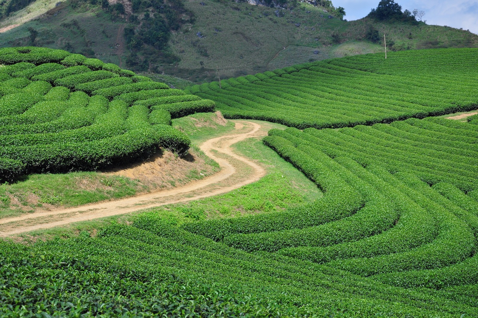 doi-che-moc-chau